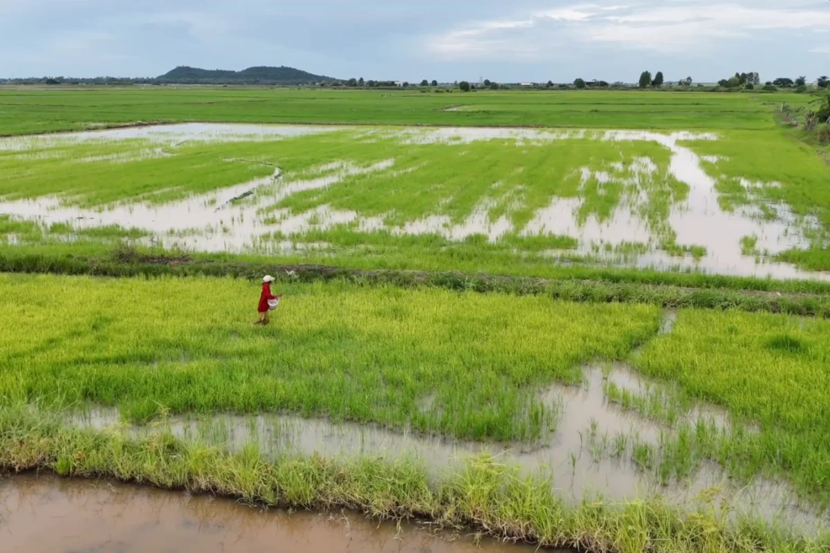 rice-field
